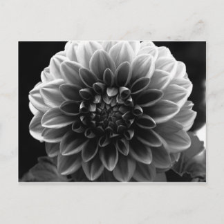 Opening All The Layers Postcard