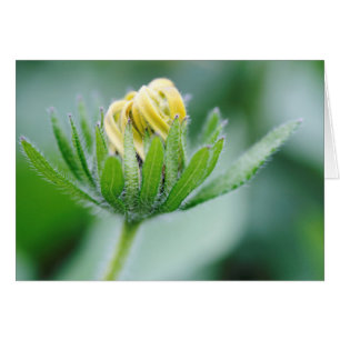 Opening Flower Of Cone Flower