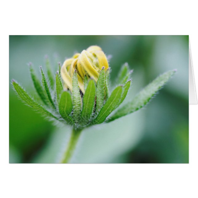 Opening Flower Of Cone Flower (Front Horizontal)
