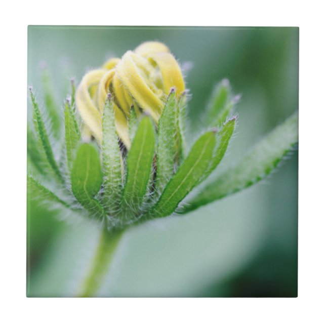 Opening Flower Of Cone Flower Tile (Front)