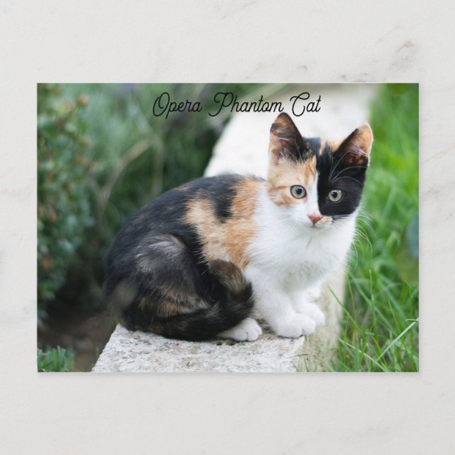 Opera Phantom Cat Postcard (Front)