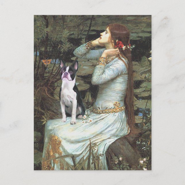 Ophelia &- Boston Terrier Postcard (Front)
