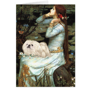 Ophélie - Pekingese blanc 4