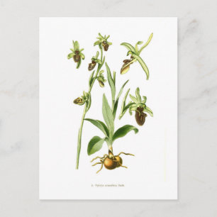Ophrys araneifera postcard