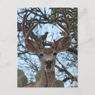 Opinionated Deer Postcard