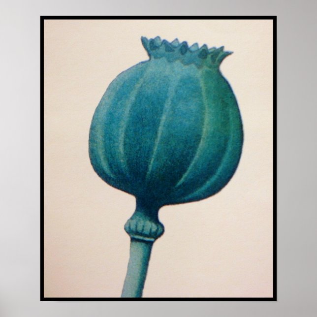 OPIUM POPPY POSTER (Front)