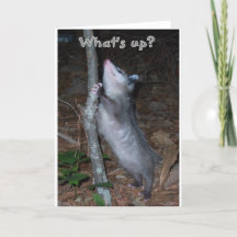 Opossum