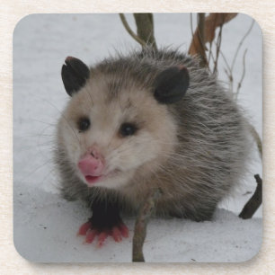 Opossum Coaster