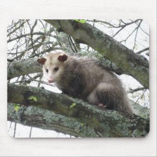 Opossum in a Tree Mouse Pad
