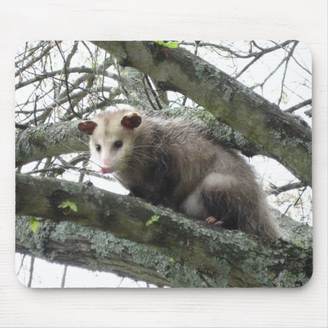 Opossum in a Tree Mouse Pad (Front)