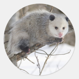 Opossum Love Classic Round Sticker