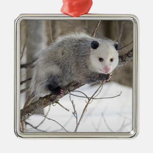 Opossum Love Metal Ornament (Front)