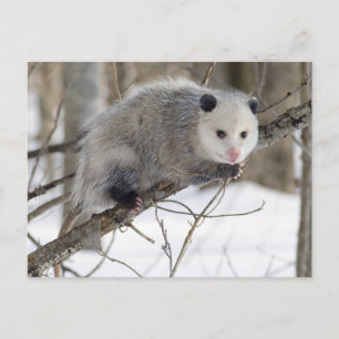 Opossum Love Postcard