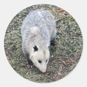 Opossum Photo Classic Round Sticker