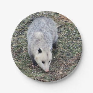Opossum Photo Paper Plate