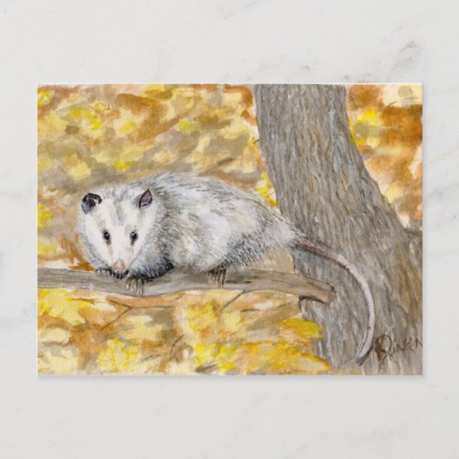 Opossum Post Card (Front)