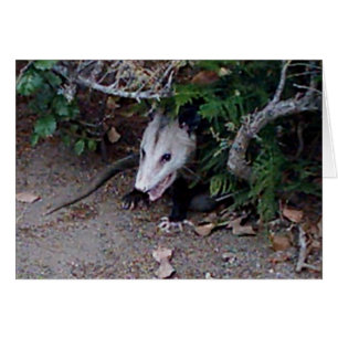Opossum sauvage
