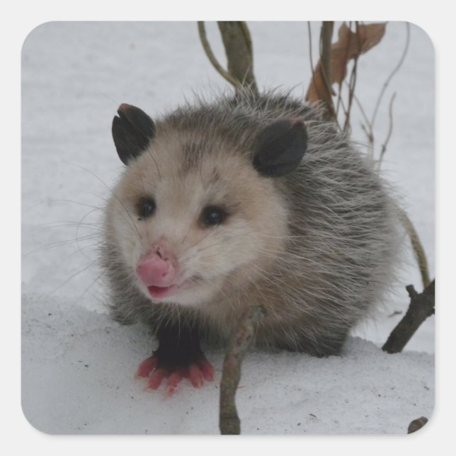 Opossum Square Sticker (Front)