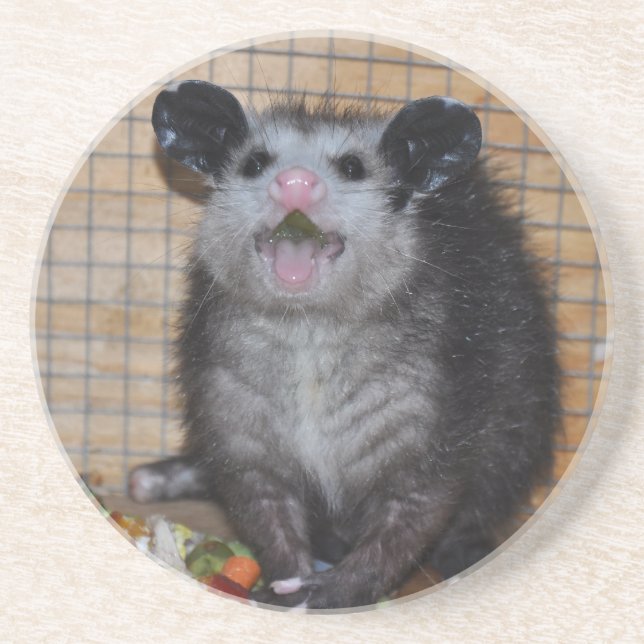 Opossum sur des dessous de verre (Devant)