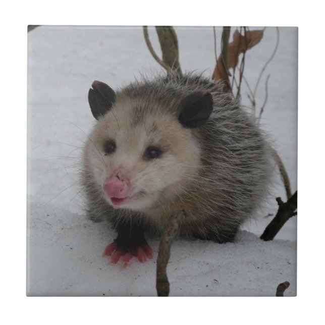 Opossum Tile (Front)