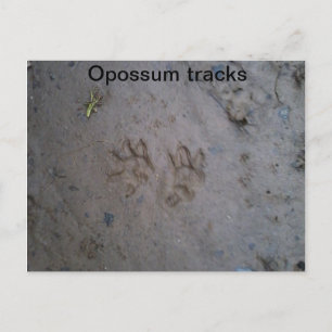 Opossum track carte postale