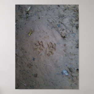 Opossum tracks poster. poster