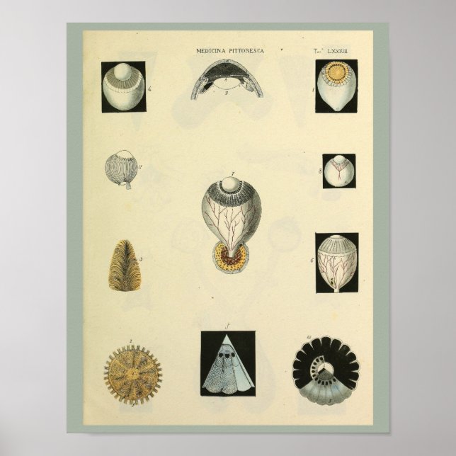 Optometry Eye Anatomy Medical Art Print (Front)