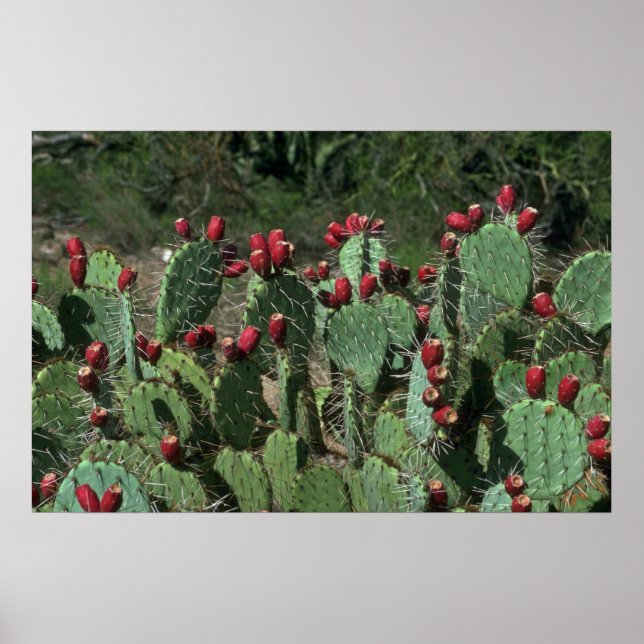 Opuntia Fruits Poster (Front)