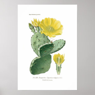 Opuntia vulgaris poster