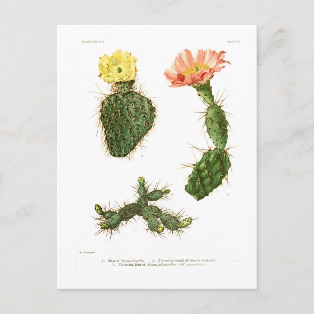 Opuntias Postcard (Front)