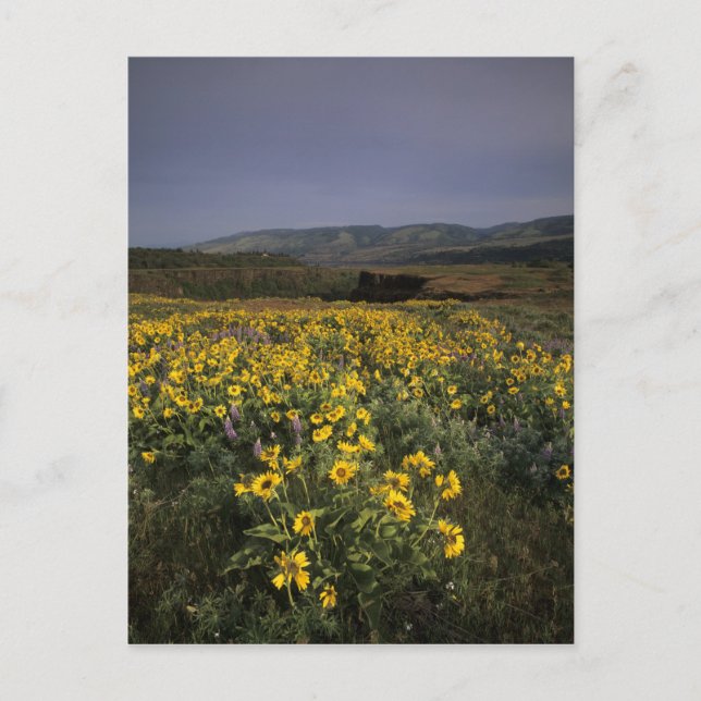 OR, Columbia River Gorge, Rowena Plateau, Tom Postcard (Front)