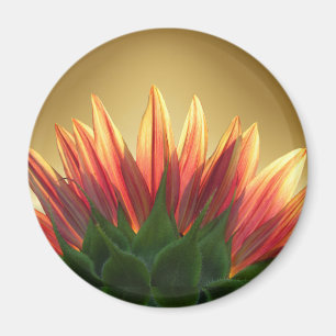 Or de tournesol ~ Magnet