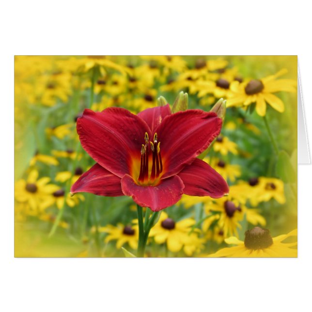 Or écarlate - Daylily (Devant horizontal)