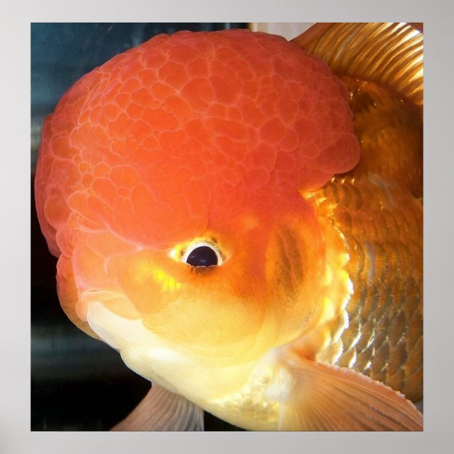 Oranda goldfish photo print (Front)
