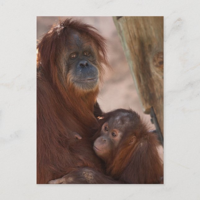 Orang Mom and Child Postcard (Front)
