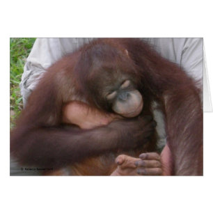 Orang-outan aveugle de bébé surmontant des