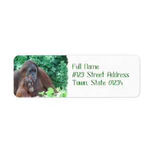 Orang-outan de bébé avec des étiquettes postale