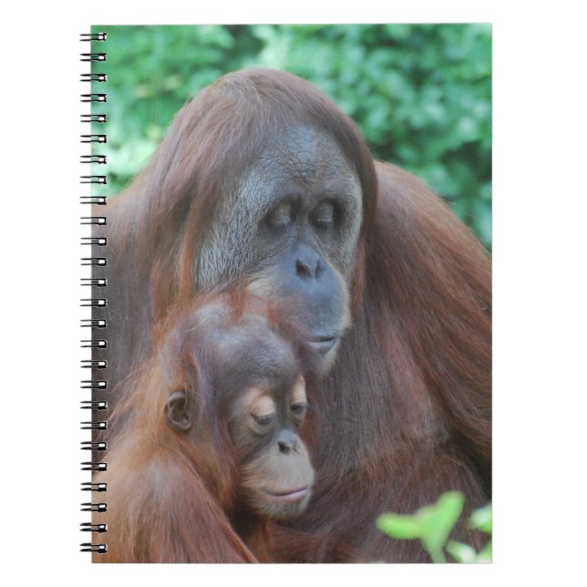 Orang-outan de bébé avec le carnet de mère (Devant)