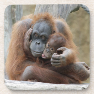 Orang Utan 001 Coaster