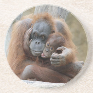 Orang Utan 001 Coaster