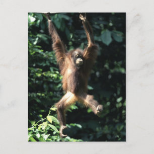 Orang utan en Bornéo Carte postale