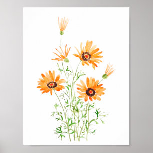 orange African wild daisy hand painted watercolor  Poster