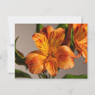 Orange Alstroemeria Lily Postcard