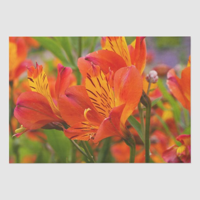 Orange Alstroemeria (Peruvian Lily) Tissue Paper (Front)