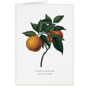 Orange amère