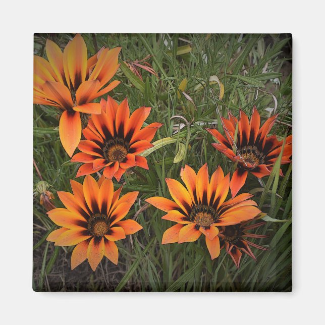 Orange and Black Gazanias Magnet (Front)