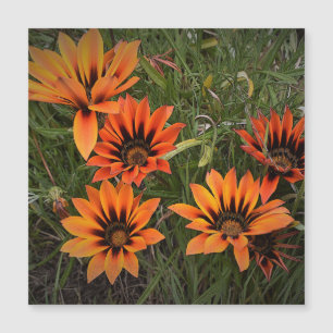 Orange and Black Gazanias Magnetic Card