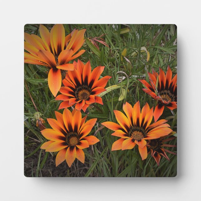 Orange and Black Gazanias Photo Plaque with Easel (Front)