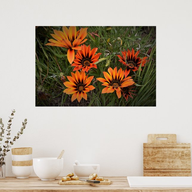 Orange and Black Gazanias Poster (Kitchen)