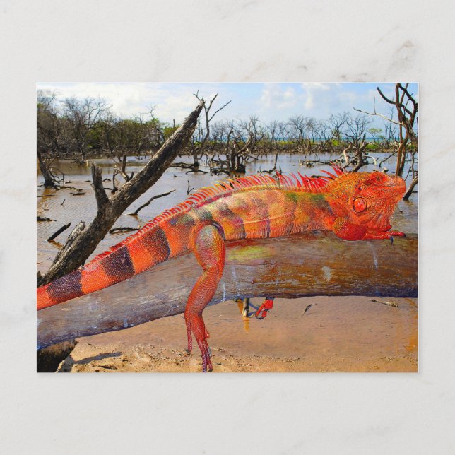 Orange and black lizard in Margarita Holiday Postcard (Front)